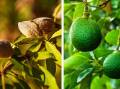 A US corporate farmer is selling some of its almond and avocado orchards across three states of Australia. Pictures from Colliers.