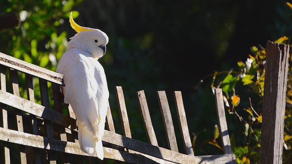 Mobile outage blamed on cockatoos | The Advocate - Hepburn ...