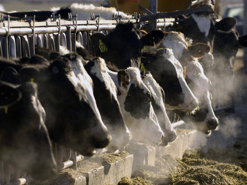 US officials in March reported the first outbreak of the H5N1 virus in dairy cattle. (AP PHOTO)